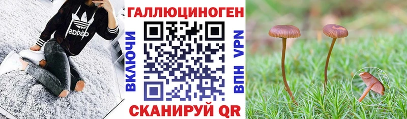 Купить где Оха Псилоцибиновые грибы Magic Shrooms